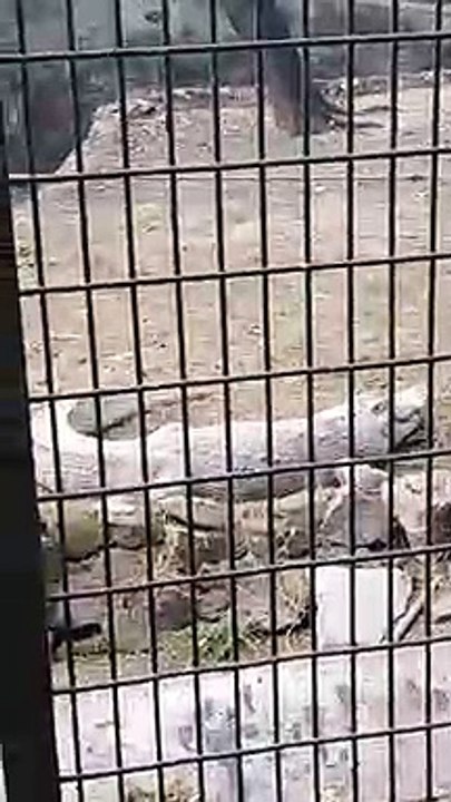 Crocodile