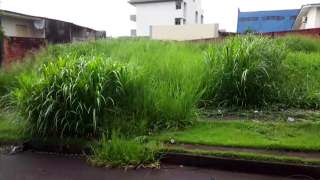 Mato toma conta de lotes e calçadas na região da Secretaria de Meio Ambiente