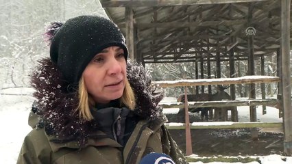 İstanbul'un yaban hayvanları unutulmadı - İSTANBUL