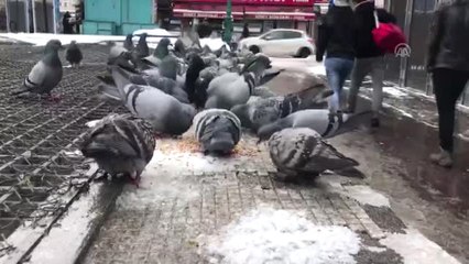 Çay Ocağının Kapılarını Üşüyen Patilere Açtı