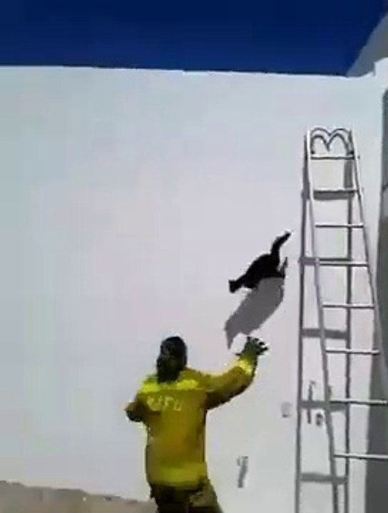 LOL  Ninja cat ! with Naruto theme song