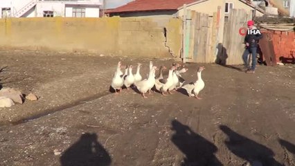 Bu Köyde Her Evde Kaz Yetiştiriliyor
