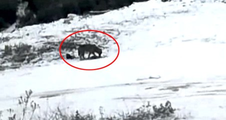 Aç Kalan Çakallar Şehir Merkezine İndi