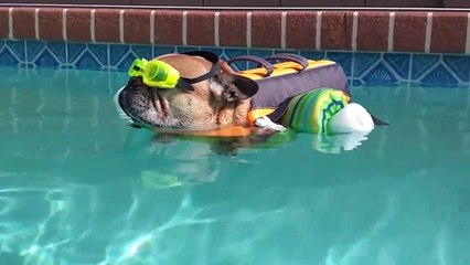 Try Not To Laugh At This Ultimate Funny Dog Video Compilation | Funny Pet Videos