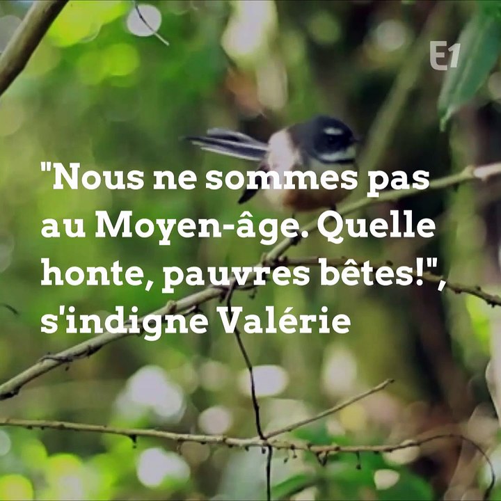 VOTRE AVIS - Comprenez-vous que la chasse à la glu des oiseaux soit autorisée ?