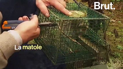 Chasse à la glu, à la tendelle… ces pratiques que les défenseurs des animaux dénoncent