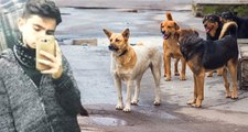 Kayseri'de Liseli Genci Parçalayarak Öldüren Sokak Köpekleri, Dehşet Saçmaya Devam Ediyor