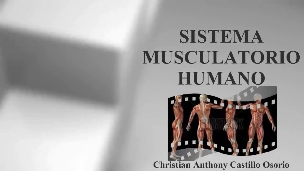 SISTEMA MUSCULATORIO HUMANO