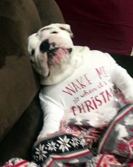 Waiting for Christmas Like a Boss