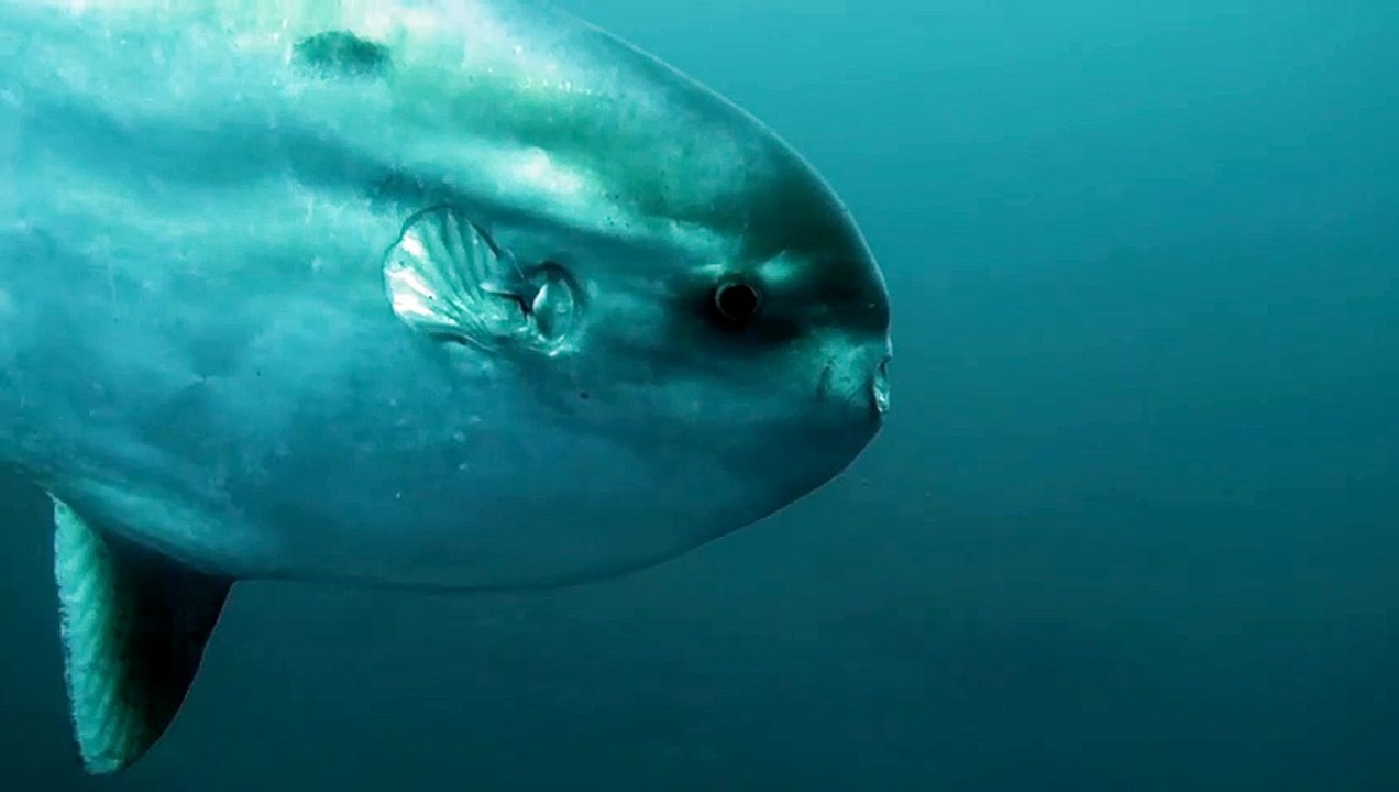 Extremely Rare Encounter with a Sharptail Mola