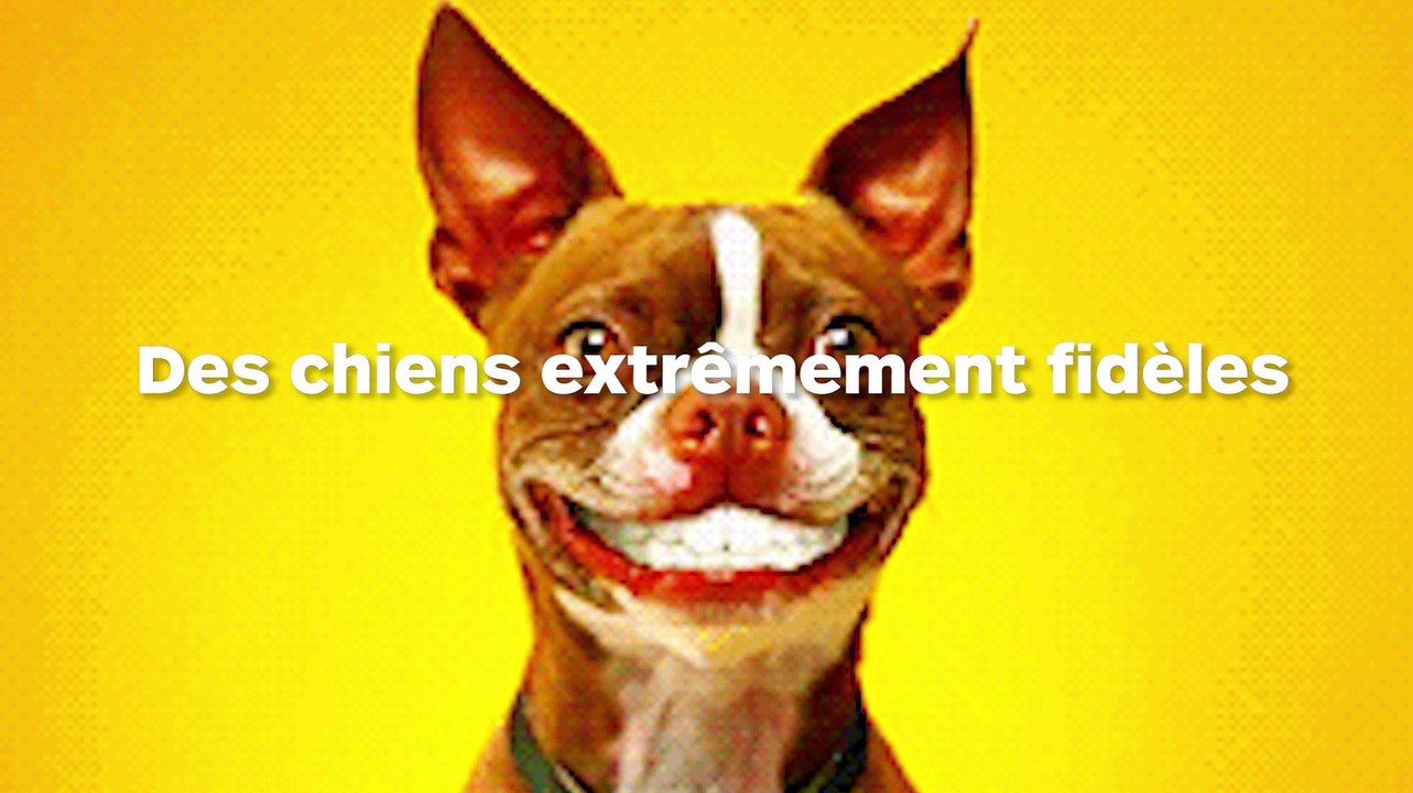 Les chiens de ce SDF font preuve d'une magistrale fidélité envers leur maître !