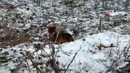 Aç kalan çakallar şehre indi