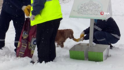 Karda yiyecek bulma sıkıntısı çeken can dostlarına büyükşehir şefkati