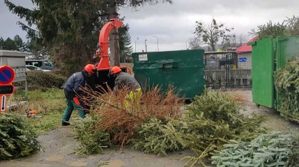 Huy: 1.500 sapins ramassés et broyés par la Ville