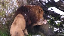 Aslanların kar üstünde beslenme keyfi - BURSA