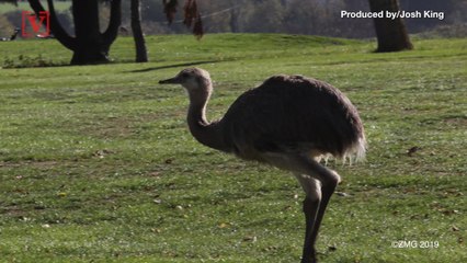 This Giant Bird Just Made a Golf Course His Home