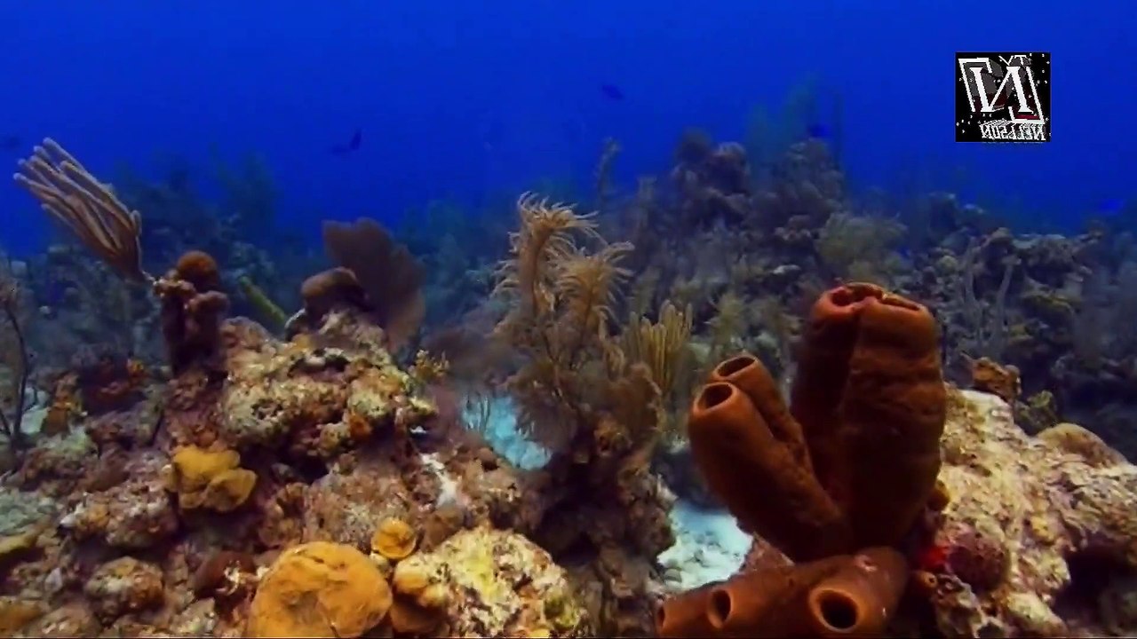 Мир Подводных Обитателей Океана