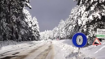 Belediyeden Sokak Hayvanlarına Mama