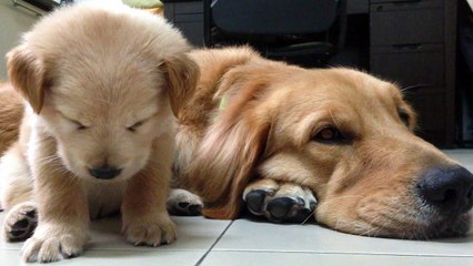 Un chiot tombe de fatigue