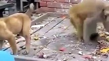 Funny Monkey Fighting with Dog