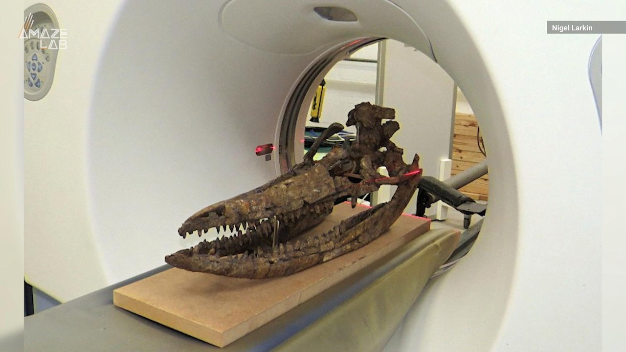 200-Million-Year-Old Ichthyosaur Skull Recreated with CT Scanner