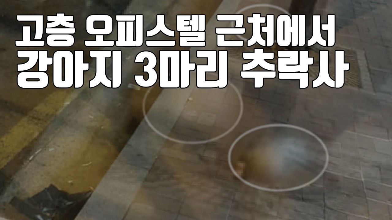 [자막뉴스] 고층 오피스텔서 강아지 3마리 추락사...20대 여성 체포 / YTN