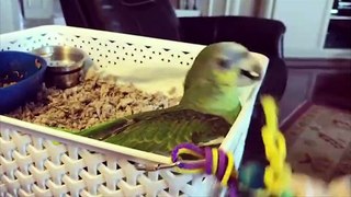 Funny Parrots and Cute Birds Compilation #71