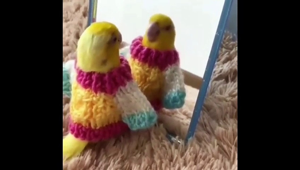 Funny Parrots and Cute Birds Compilation #74