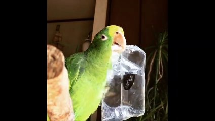 Funny Parrots and Cute Birds Compilation #76