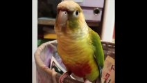 Funny Parrots and Cute Birds Compilation #73