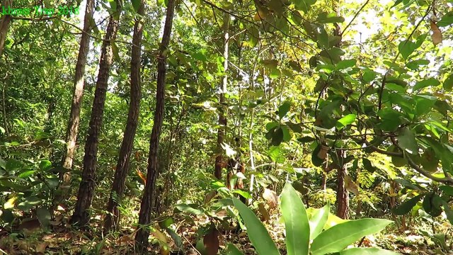 Primitive Technology - Smart boy and Girl cooking big Chicken - Eating delicious