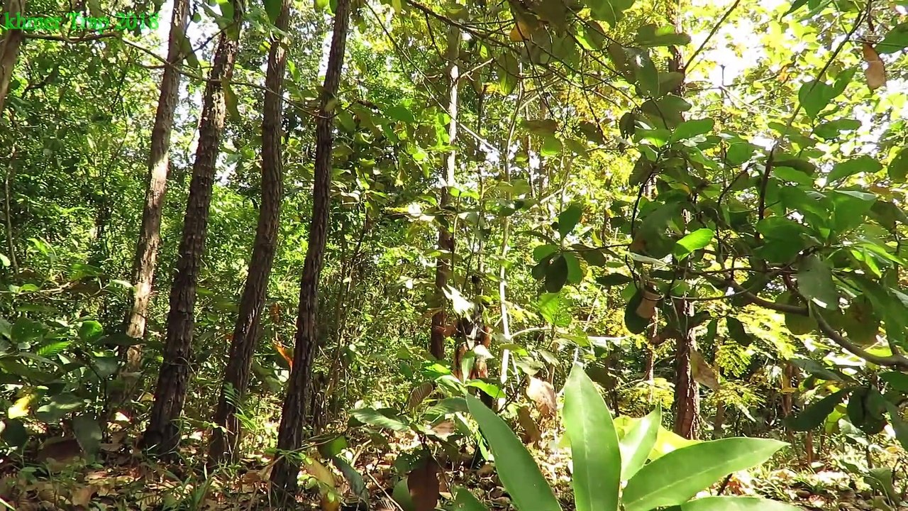 Primitive Technology - Smart boy and Girl cooking big Chicken - Eating delicious