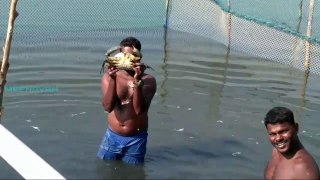 MUD CRAB CATCHING BY SOUTH INDIANS