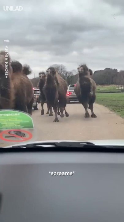 Quand tu croises des dizaines de chameaux qui te foncent dessus