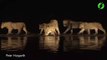 Les images magnifiques d'une meute de lions qui vient se désaltérer en pleine nuit