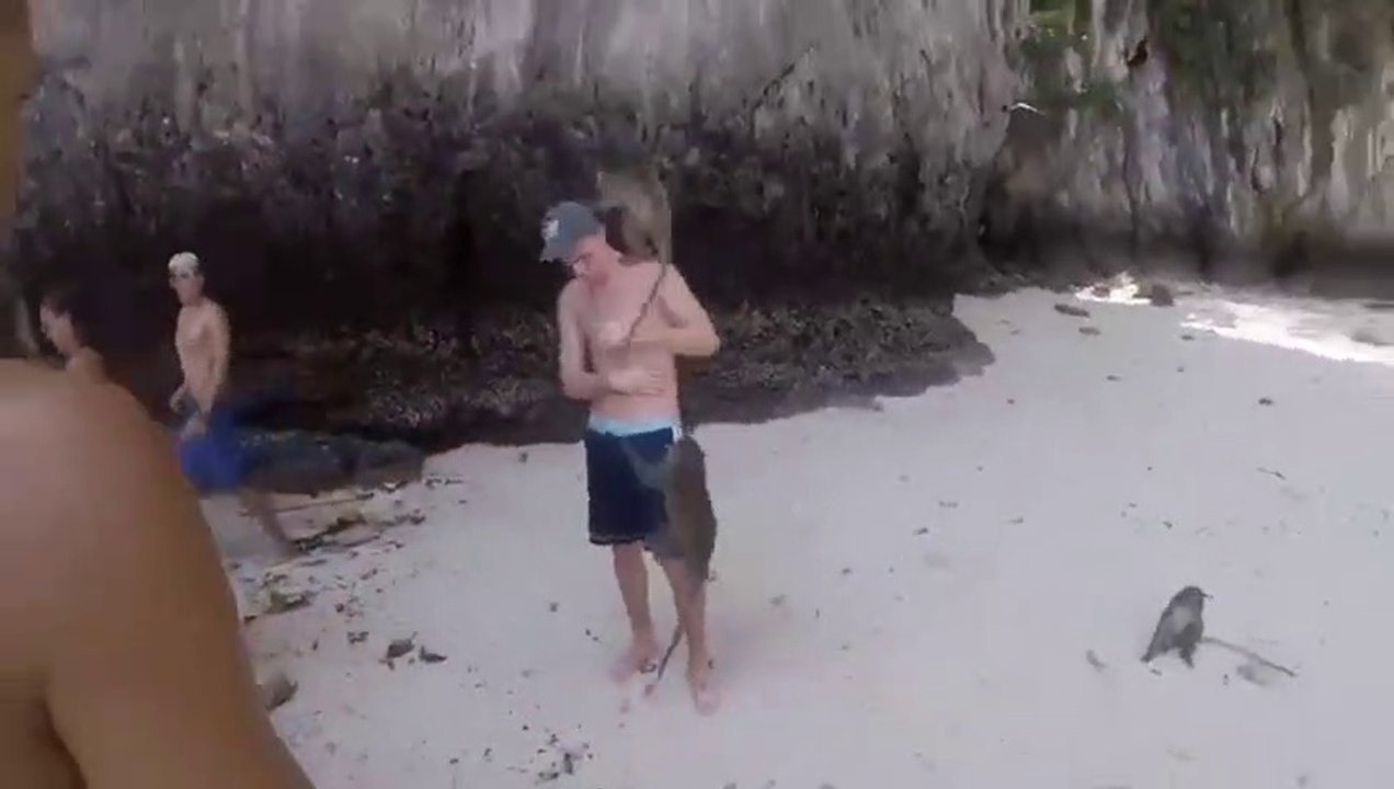 Ce singe lui vole sa casquette.. il la retrouvera jamais le touriste !