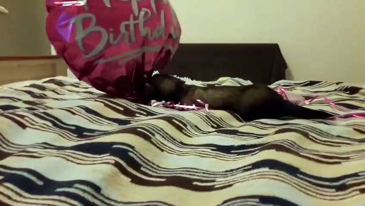 Regardez ce furet.. il va disparaître d'un coup LOL