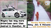 Waymo has way more driverless vehicles than desired in Chandler AZ -Walkies with Abby