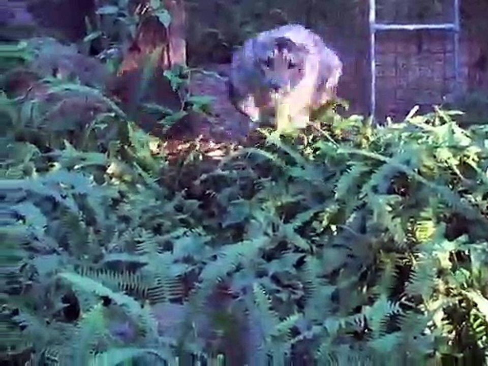 Big Cat Rescue - Leopards Of Big Cat Rescue