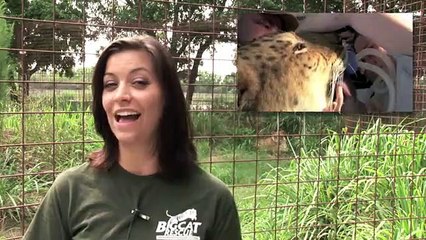 Big Cat Rescue - Liger Physical