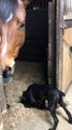 Horse Grooms Puppy Pal