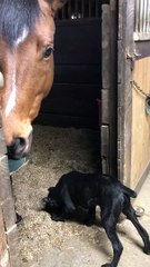 Horse Grooms Puppy Pal