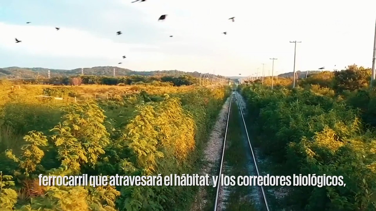 Más de 2 mil jaguares en peligro por el Tren Maya
