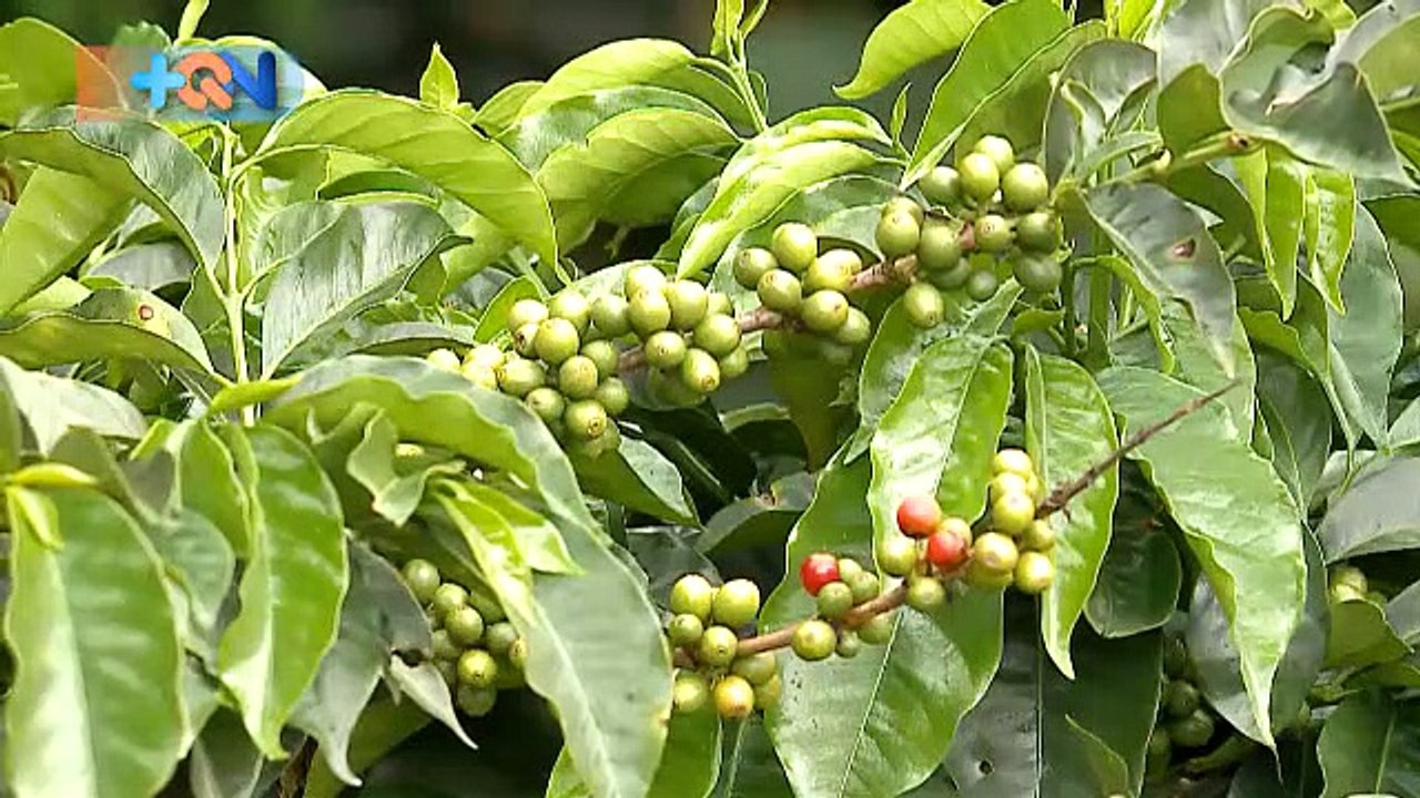 +qn-café-de-la-excelencia-en-dota-080119