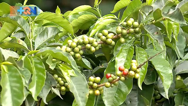 +qn-café-de-la-excelencia-en-dota-080119