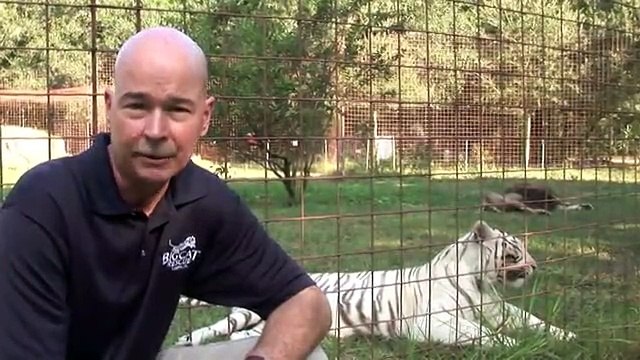 Big Cat Rescue - Lion White Tiger Cameron Zabu