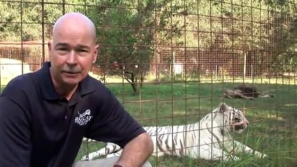 Big Cat Rescue - Lion White Tiger Cameron Zabu