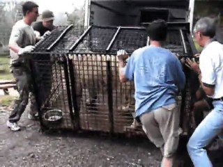 Big Cat Rescue - Rescue Of White Tiger And Lion