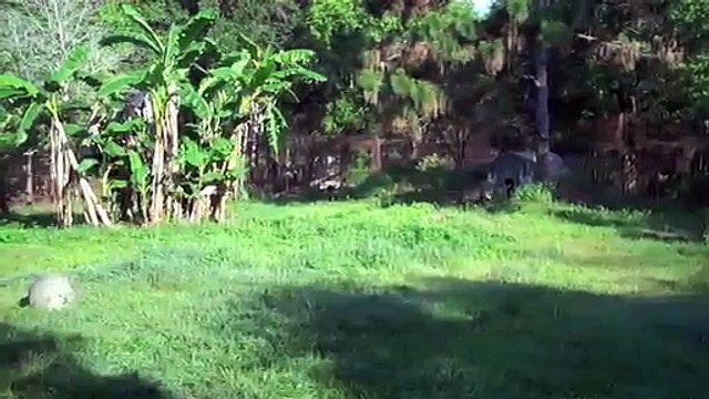 Big Cat Rescue - Lion Tiger Playtime