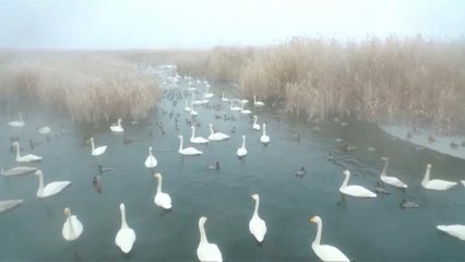 شاهد: 300 بجعة تحط الرحال في حديقة مسطحات مائية صينية